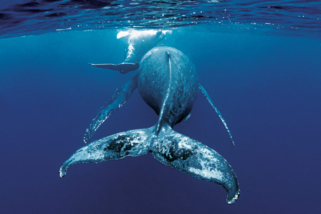 クジラの歌声が、響きわたる海で - PAPERSKY